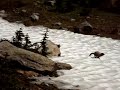 Hoary Marmot