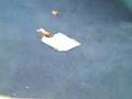 videos de PB Montage