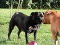 Bull Terrier Inglés video