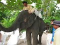 Наглый слон | Cheeky Elephant