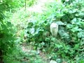 Nutria... la BESTIA nel mio orto