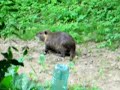 Nutria... la BESTIA nel mio orto