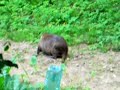 Nutria... la BESTIA nel mio orto