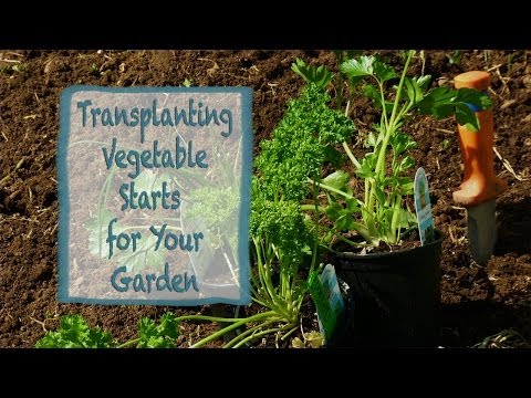 how to transplant veggies