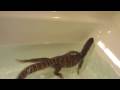 videos de Exercise and Cleaning.
