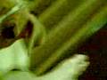 videos de cute.3gp