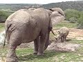 Elephant v Rhino