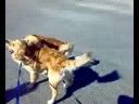 Doudou VS Simba