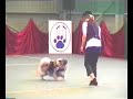 Keeshond dog dance