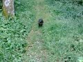 Se video