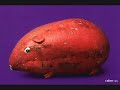 Vegetables and Animals // Sebzeler ve Hayvanlar