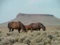 Wild Mustangs ~ Flora's Secret
