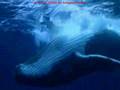 Sea Shepherd Conservation Society :: Sea Shepherd for compassion 