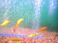 My 40 gallon tank, koi,tiger Oscar, plakat, betta, goldfish