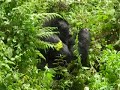 Gorillas of the Virunga Gorillas of the Virunga