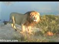 Lion at Africam Nkohro Pan - 05/01/2008
