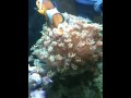Clownfish hosting in coral