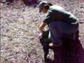 snowshoe hare 012