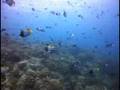 Bunaken, Manado