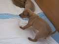 Forum Romanum IG puppies