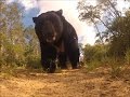 620-pound Florida black bear captured and relocated