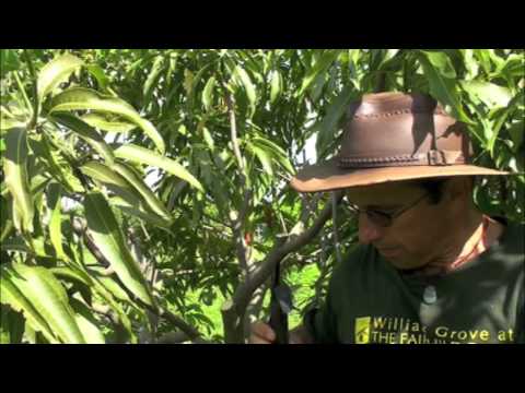 how to get more yield in mango tree
