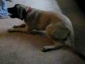 videos de Kingston rolls over