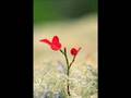 Embryonic Journey - - - Jefferson Airplane