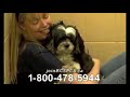 Sarah McLachlan "Angel" Animal Cruelty Video ***ORIGINAL VERSION***