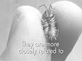 Woodlice (A.K.A Roly-Polys, sowbugs, pillbugs) Woodlice (A.K.A Roly-Polys, sowbugs, pillbugs)
