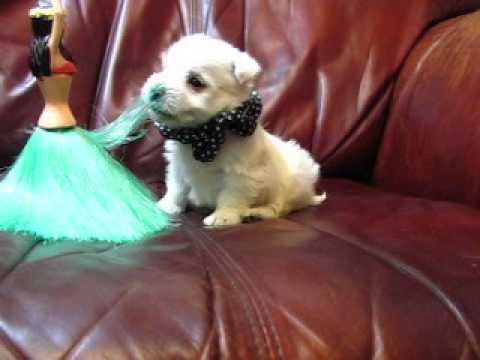 AKC Registered Black Polka Dots Girl chasing a hula girl