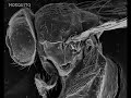 Microsc�pio Eletr�nico de Varredura - MEV - Parte III