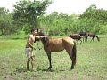 EL LLANERO LOCO EL PRAN DE SAN YOKI EL LLANERO LOCO EL PRAN DE SAN YOKI