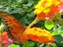 http://www.bahaullah.com/

???????? ???? ???? ????? ------

http://reference.bahai.org/fa/



 (?? ??? ???    ( 
?? ??? ???? ? ??? ???? ??? ????? ??? ????? ?? ? ?? ????? ???? ? ?? ????? ??????
?? ???? ??? ?????? ?????? *

????? ?????? ????? -  ???? ????????  
o son of spirit! 

burst thy cage asunder, and even as the phoenix of love soar into the firmament of holiness. renounce thyself and, filled with the spirit of mercy, abide in the realm of celestial sanctity.

the hidden words of bah�'u'll�h

http://bahai-library.com/writings/bahaullah/hw/