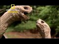 Tommy McFly Raps About The Galapagos Islands Tommy McFly Raps About The Galapagos Islands