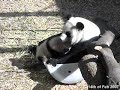 Mei-Lan hungry 14.02.07