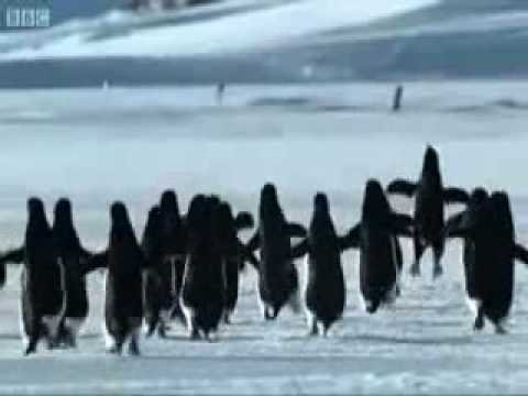 Pinguin