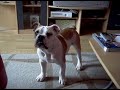 Mr. Wilson die verrückte Bulldogge Mr. Wilson die verrückte Bulldogge