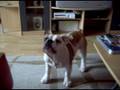 Mr. Wilson die verrückte Bulldogge