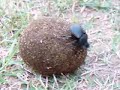 Sagani Ball and dumbi