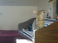 solkatt