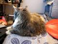 videos de Macrina on bed