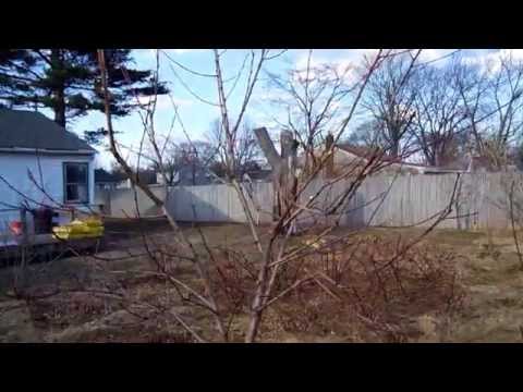 how to transplant a dwarf peach tree