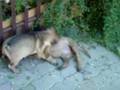 bullmastiff puppies