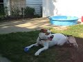 little lily runs circles around lulu