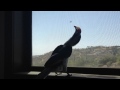Von der Deckens hornbill Kipling, the hunter