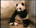 Baby panda Baby panda