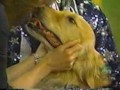 かわいい犬動画