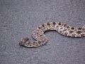 Pigmy Rattlesnake Pigmy Rattlesnake
