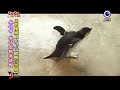 gogo japan出發囉！今天大使雅妍跟主持人徐可將繼續帶大家到長崎挖寶去，首先第一站來到的是西海市。由於西海市擁有得天獨厚的地形，使得此區一年四季都擁有充足的陽光照射，盛產的多種水果中，又以橘子最有名囉！ 接下來繼續發掘西海市好玩的地方囉！長崎生物公園佔地廣達30萬平方公尺，園區裡飼養了200種，超過2000隻的動物，為了讓每一種動物擁有最適合牠們的生活環境，園方採取依照動物原始生態的方式，來建造這座公園，因此在公園中，遊客經常跟動物不期而遇，甚至還可以近距離餵食牠們耶！ 離開了西海市，接下來前往長崎縣廳所在的的長崎市，長崎市是西日本重要的港彎城市，在江戶鎖國時代是日本唯一一座對外開放貿易通商的港口，市中心三面被山環繞，因此許多住宅都建在山坡上，形成斜坡街道的特殊景觀，主持人來到長崎市的第一站，選擇了探訪日本維新革命時期劃時代人物--阪本龍馬的足跡。龜山社中紀念館的前身，正是阪本龍馬所創建的龜山株式會社，當年成立的目的在於從事海運貿易事業，阪本龍馬也因此擔任海援隊的隊長，而促成了長州藩跟薩摩藩同盟，從此聞名全國，而龜山社中也被認定是日本國內首座成立的股份公司，2010年日本NHK年度大河劇